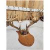 Image 6 : 6 Sets Of Deer Antlers