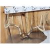 Image 8 : 6 Sets Of Deer Antlers