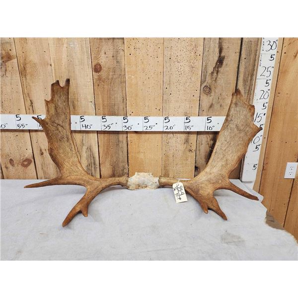 Set Of 40" Wide Moose Antlers On Skull Plate