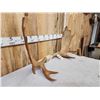 Image 2 : Set Of 40" Wide Moose Antlers On Skull Plate