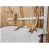 Image 3 : Set Of 40" Wide Moose Antlers On Skull Plate