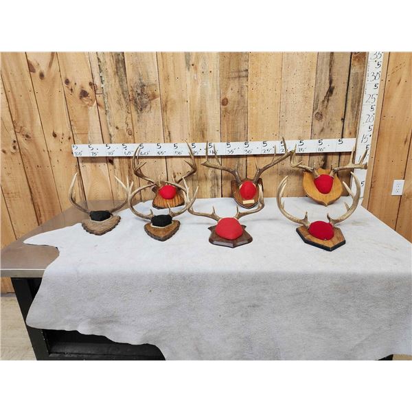 7 Sets Of Whitetail Antlers On Plaques