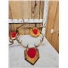 Image 2 : 7 Sets Of Whitetail Antlers On Plaques