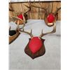 Image 4 : 7 Sets Of Whitetail Antlers On Plaques