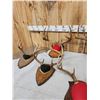 Image 5 : 7 Sets Of Whitetail Antlers On Plaques