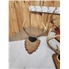Image 6 : 7 Sets Of Whitetail Antlers On Plaques
