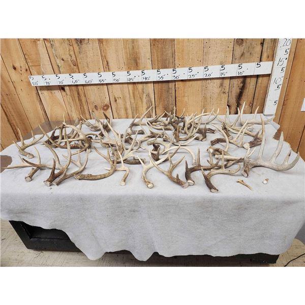 31.7 Lbs Of Whitetail Antlers