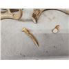 Image 2 : 31.7 Lbs Of Whitetail Antlers