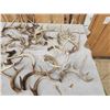 Image 3 : 31.7 Lbs Of Whitetail Antlers