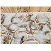 Image 4 : 31.7 Lbs Of Whitetail Antlers