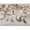 Image 5 : 31.7 Lbs Of Whitetail Antlers