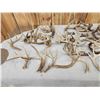 Image 6 : 31.7 Lbs Of Whitetail Antlers