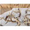 Image 7 : 31.7 Lbs Of Whitetail Antlers