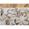 Image 8 : 31.7 Lbs Of Whitetail Antlers
