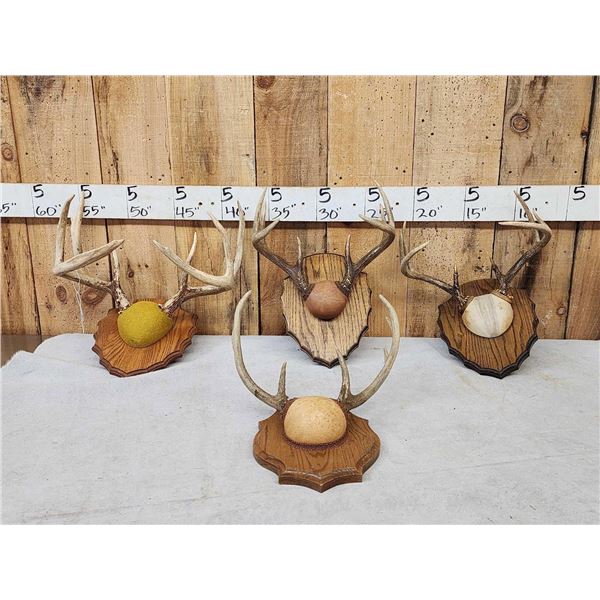 4 Sets Of Whitetail Antlers On Plaques