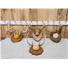 Image 1 : 4 Sets Of Whitetail Antlers On Plaques