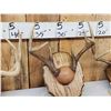 Image 3 : 4 Sets Of Whitetail Antlers On Plaques