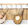 Image 4 : 4 Sets Of Whitetail Antlers On Plaques