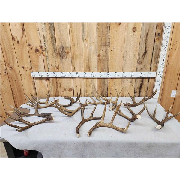 21.2 Lbs Of Mule Deer Antlers Cut Below The Burr
