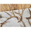 Image 3 : 21.2 Lbs Of Mule Deer Antlers Cut Below The Burr