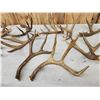 Image 4 : 21.2 Lbs Of Mule Deer Antlers Cut Below The Burr