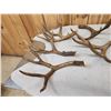 Image 6 : 21.2 Lbs Of Mule Deer Antlers Cut Below The Burr