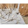 Image 2 : 33.3 Lbs Of Whitetail Cut Off Antlers