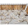 Image 3 : 33.3 Lbs Of Whitetail Cut Off Antlers