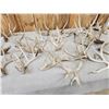 Image 4 : 33.3 Lbs Of Whitetail Cut Off Antlers