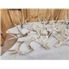 Image 5 : 33.3 Lbs Of Whitetail Cut Off Antlers
