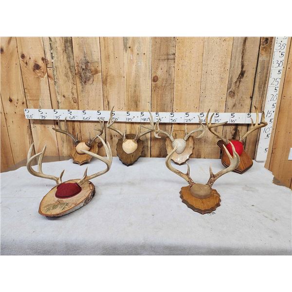 6 Sets Of Whitetail Antlers On Plaques
