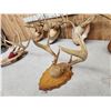 Image 3 : 6 Sets Of Whitetail Antlers On Plaques