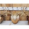 Image 4 : 6 Sets Of Whitetail Antlers On Plaques