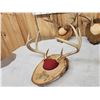 Image 5 : 6 Sets Of Whitetail Antlers On Plaques
