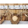 Image 6 : 6 Sets Of Whitetail Antlers On Plaques