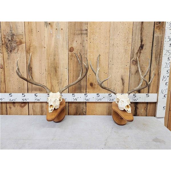 2 Mule Deer Skulls On Hanging Displays