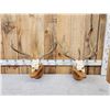 Image 1 : 2 Mule Deer Skulls On Hanging Displays