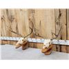 Image 2 : 2 Mule Deer Skulls On Hanging Displays