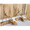 Image 3 : 2 Mule Deer Skulls On Hanging Displays