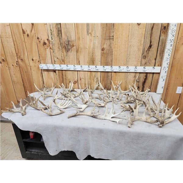 36.5 Lbs Of Cut Off Whitetail Antlers