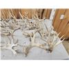 Image 2 : 36.5 Lbs Of Cut Off Whitetail Antlers