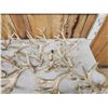 Image 3 : 36.5 Lbs Of Cut Off Whitetail Antlers
