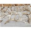 Image 4 : 36.5 Lbs Of Cut Off Whitetail Antlers