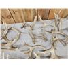 Image 5 : 36.5 Lbs Of Cut Off Whitetail Antlers