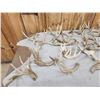 Image 6 : 36.5 Lbs Of Cut Off Whitetail Antlers