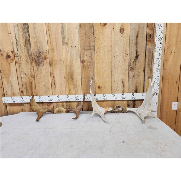 2 Sets Of Moose Antlers On Skull Plate