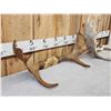 Image 5 : 2 Sets Of Moose Antlers On Skull Plate