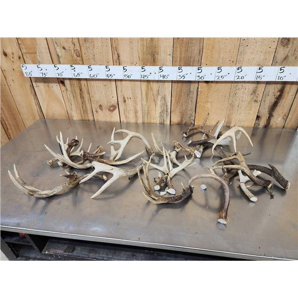 16.9 Lbs Of Whitetail Antlers Cut Below The Burr