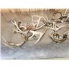 Image 3 : 16.9 Lbs Of Whitetail Antlers Cut Below The Burr