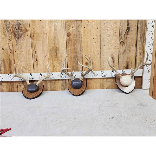 3 Sets Of Whitetail Antlers On Plaques